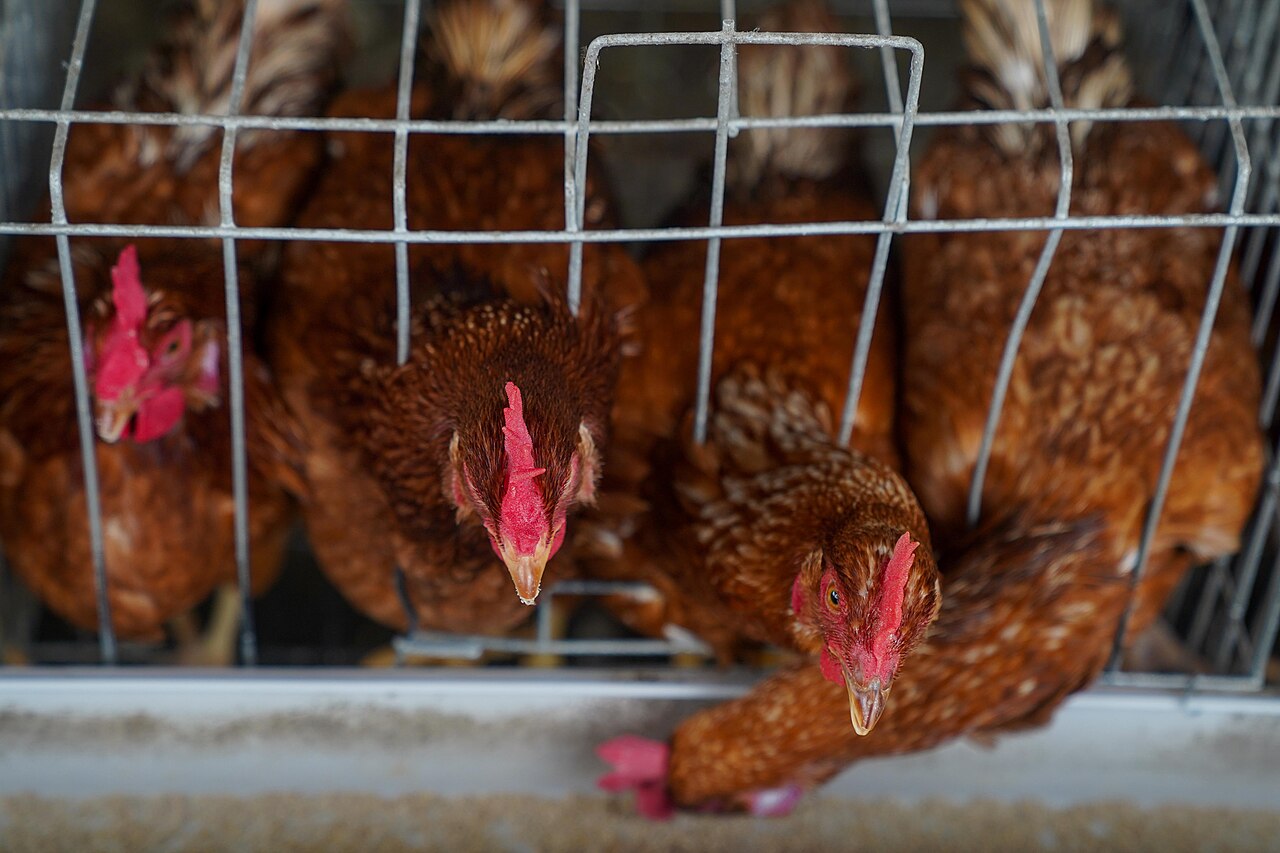 Climate-Smart Poultry & Micro-Livestock Production